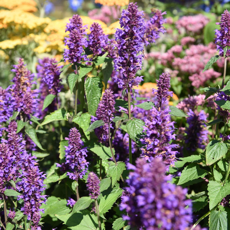 agastache blue boa, lange paarse aren