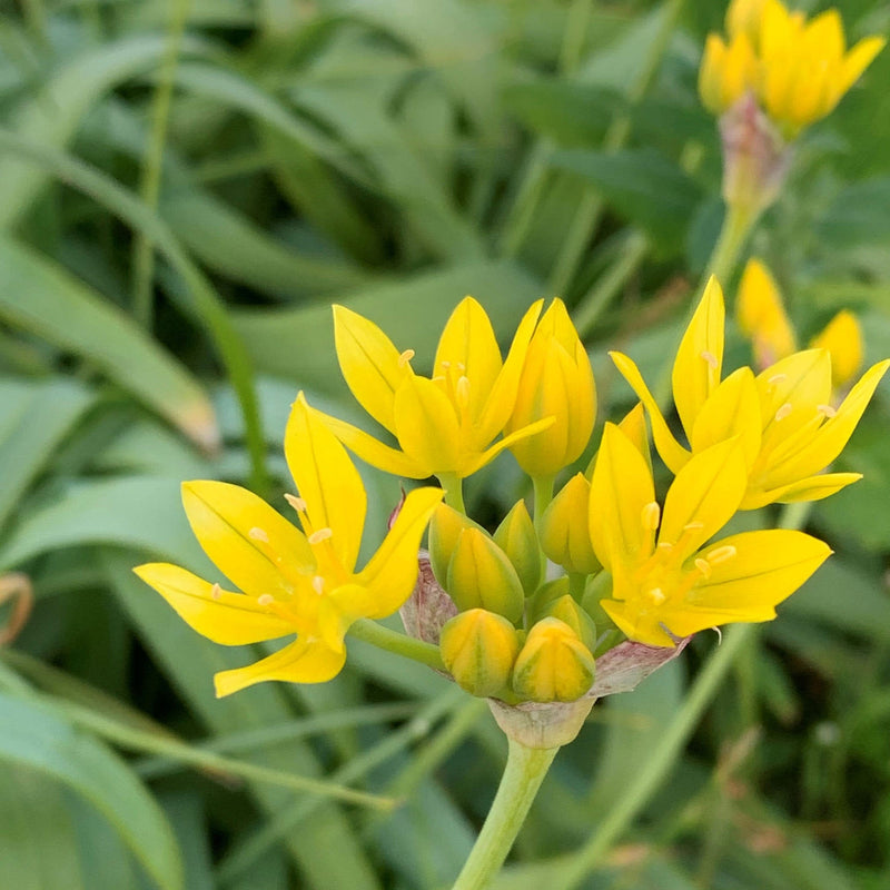 allium molly, gele bloem