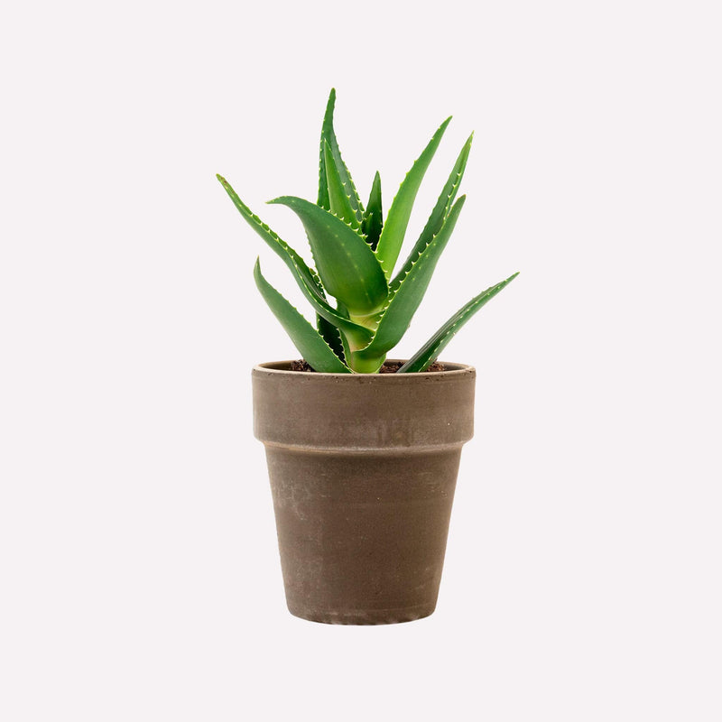 Aloë delaetii in grijze terracotta pot