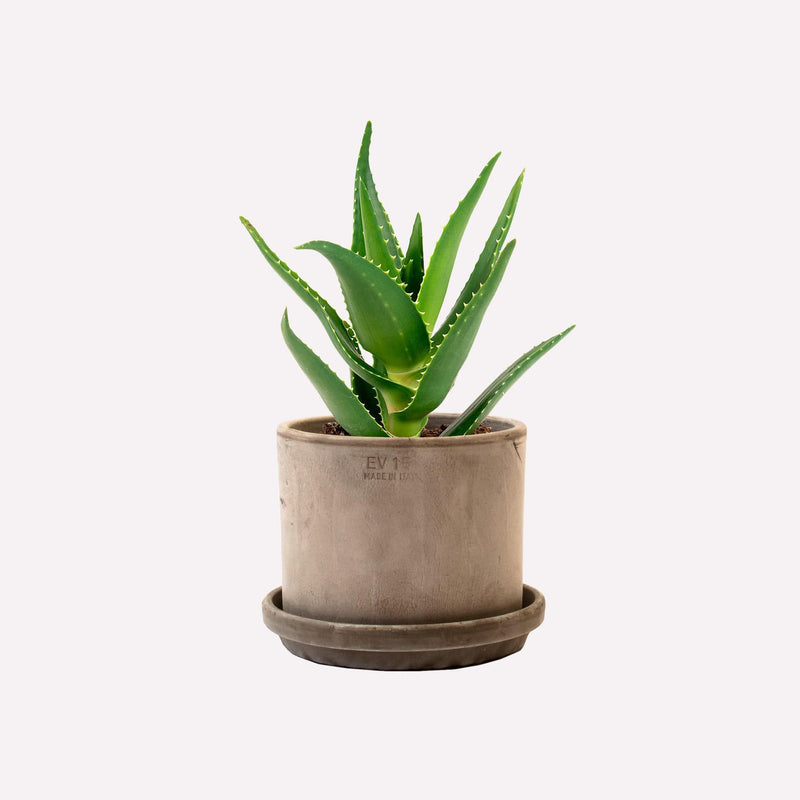 Aloë delaetii in strakke grijze terracotta pot