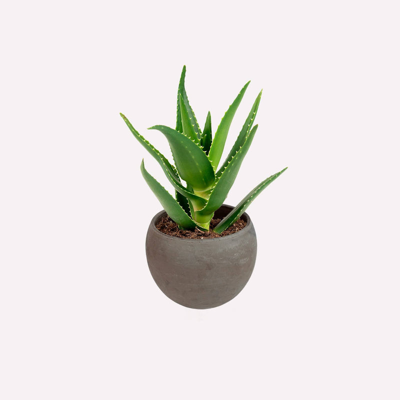 Aloë delaetii in grijze ronde terracotta pot