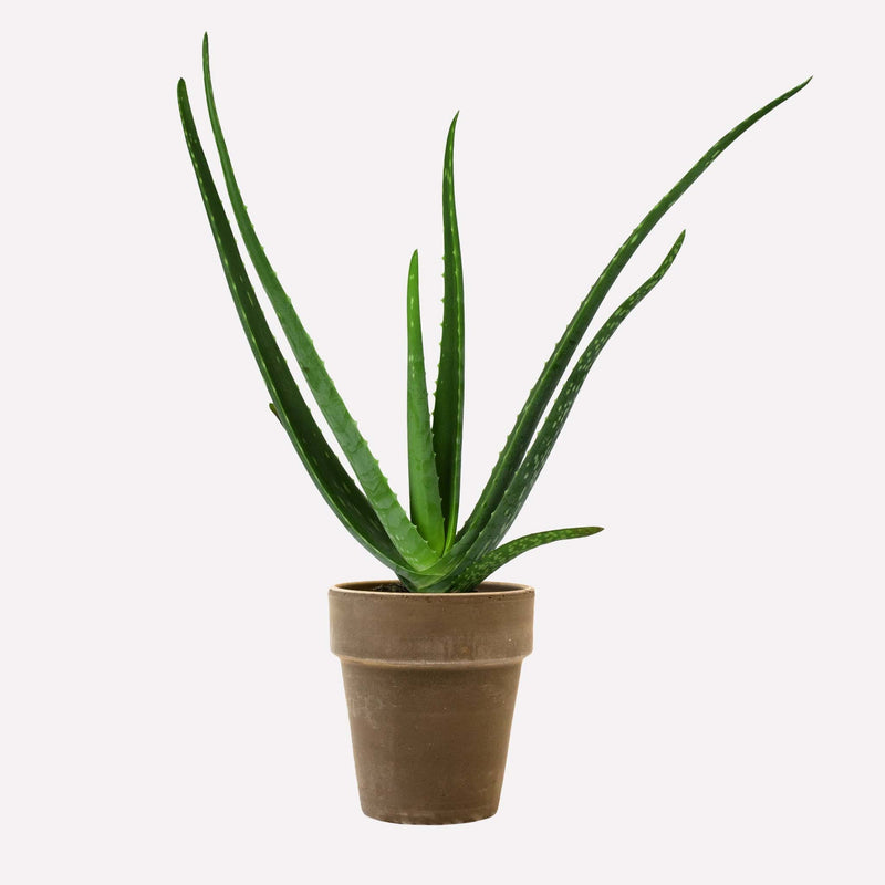 Aloe vera met hoge grijze pot