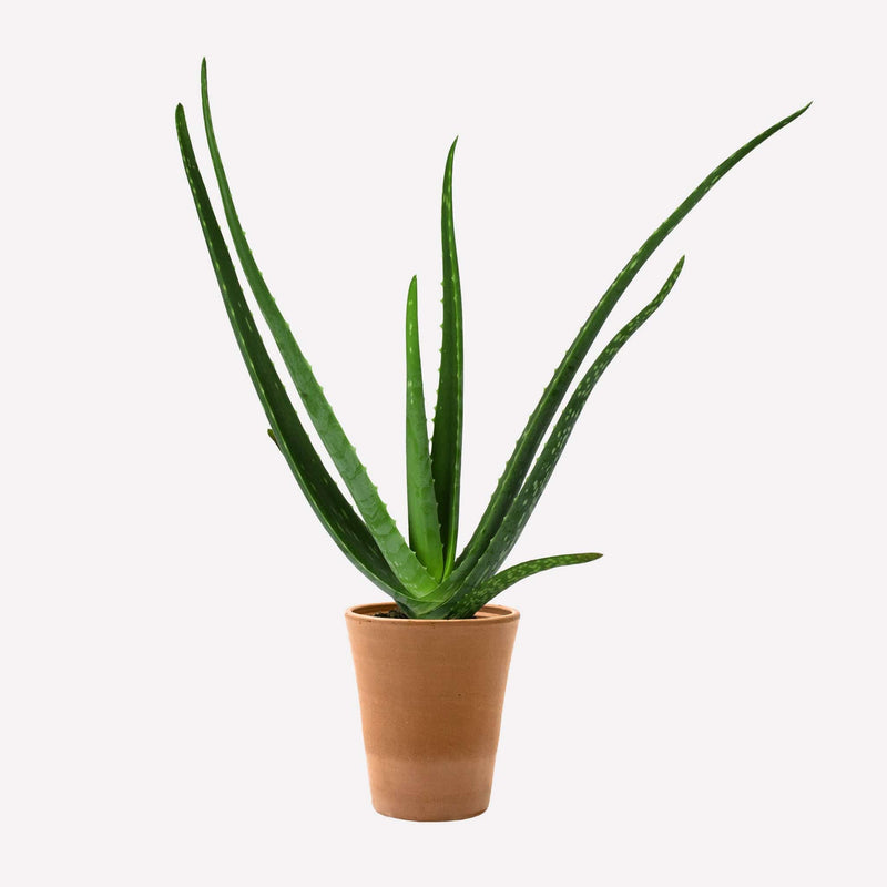 aloe vera met hoge smalle terracotta pot