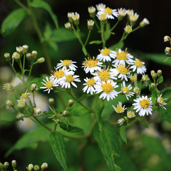 Aster Ashvi Aster Ashvi