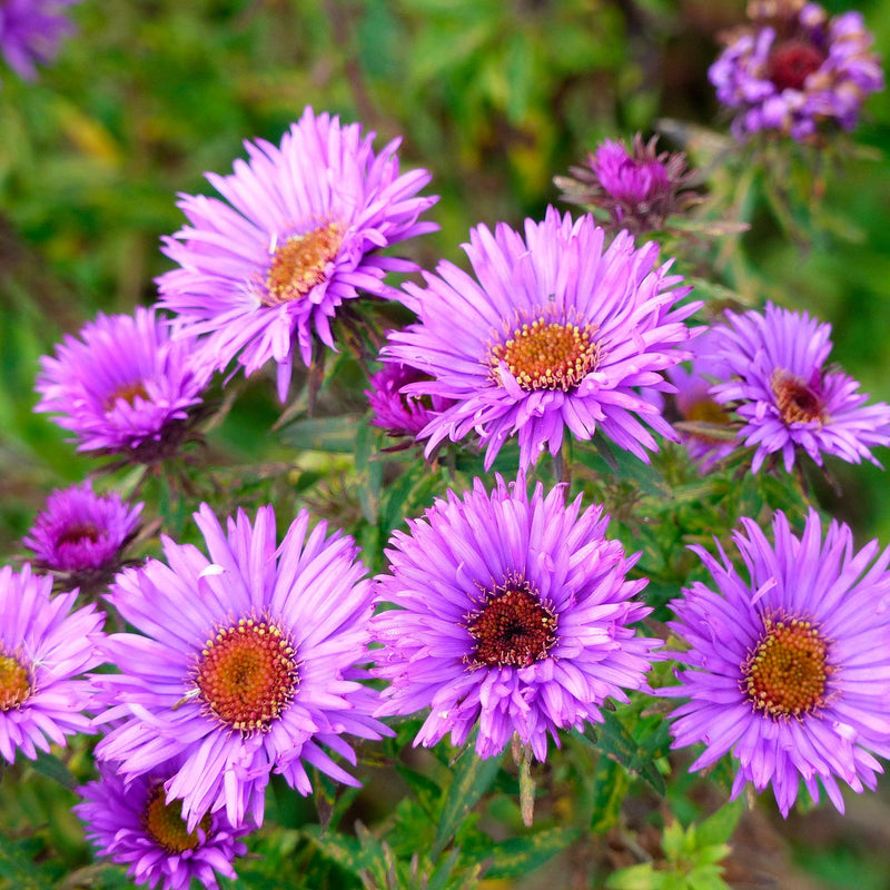 Aster puple dome, paars roze bloemen met een goudkleurig hart