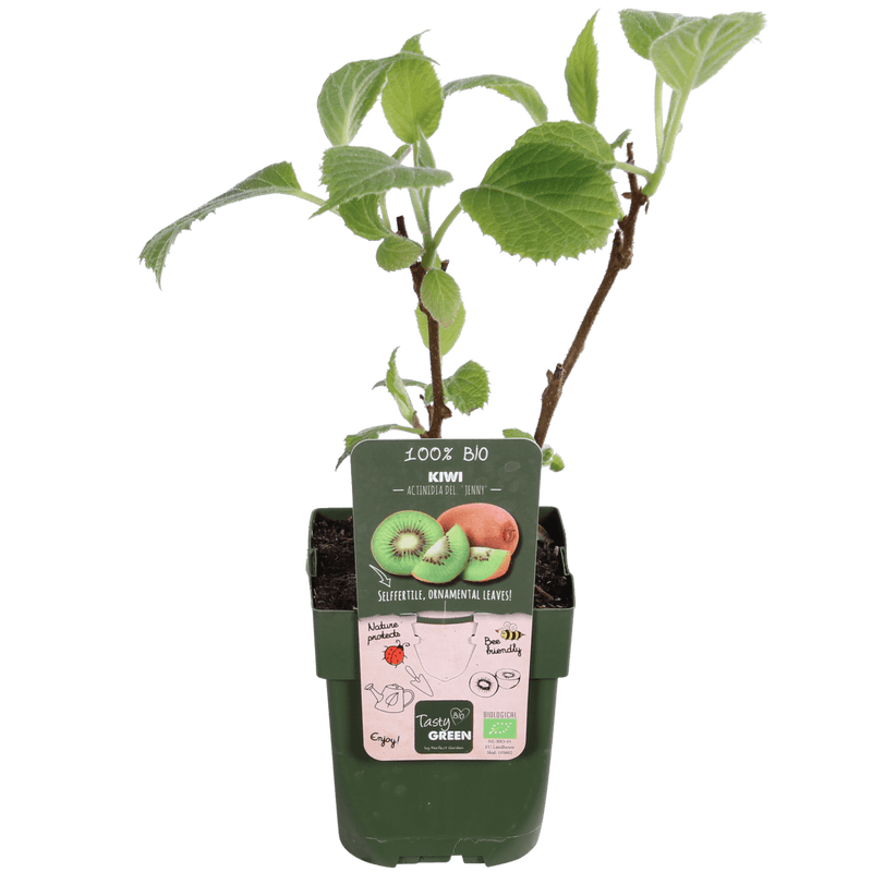 Bio kiwi actinidia in pot