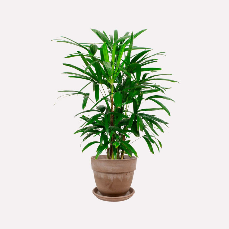 Bamboepalm in grijze bolle terracotta pot