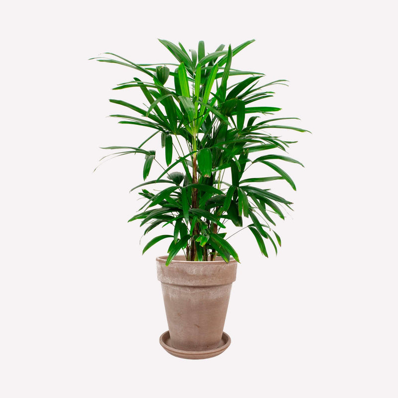 Bamboepalm in hoge grijze terracotta pot