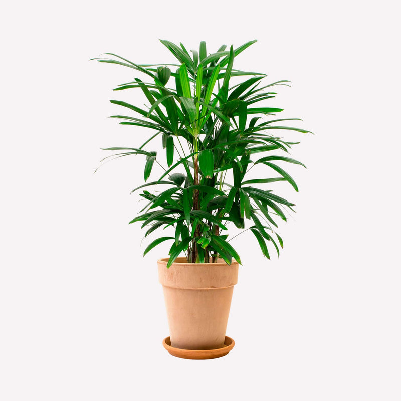 Bamboepalm in hoge terracotta pot