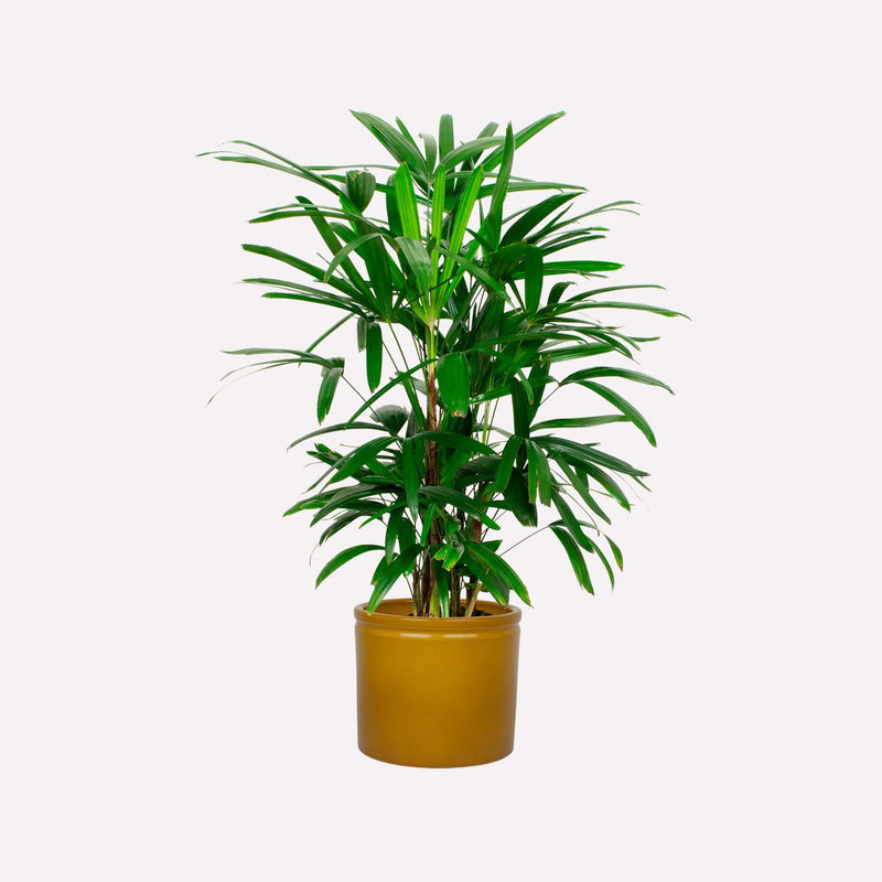 Bamboepalm in mosterdgele keramieken pot