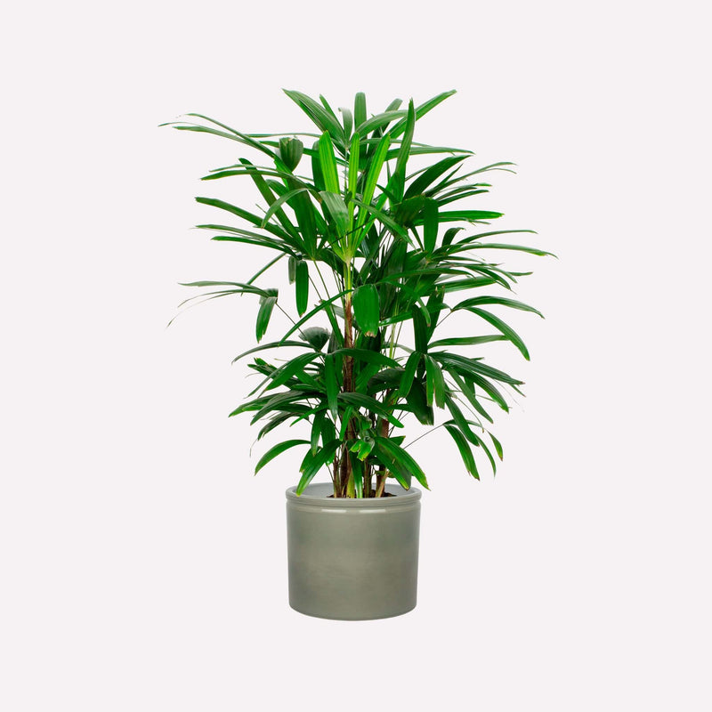 Bamboepalm in grijsgroene keramieken pot