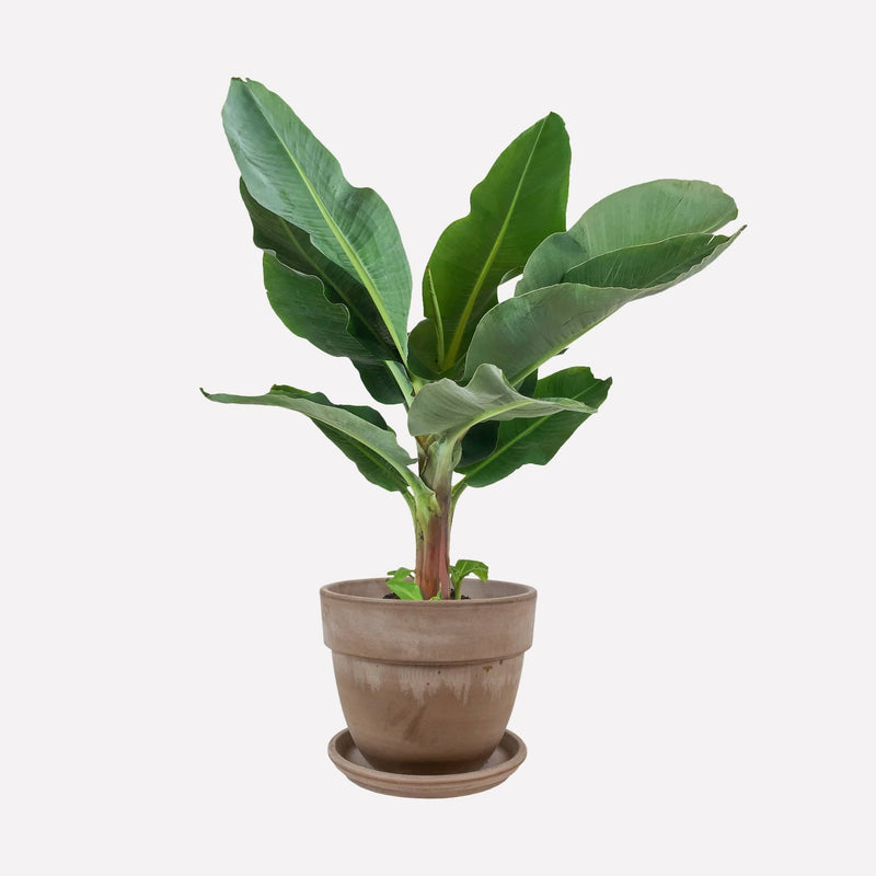 Bananenplant met lage grijze ronde pot en schotel