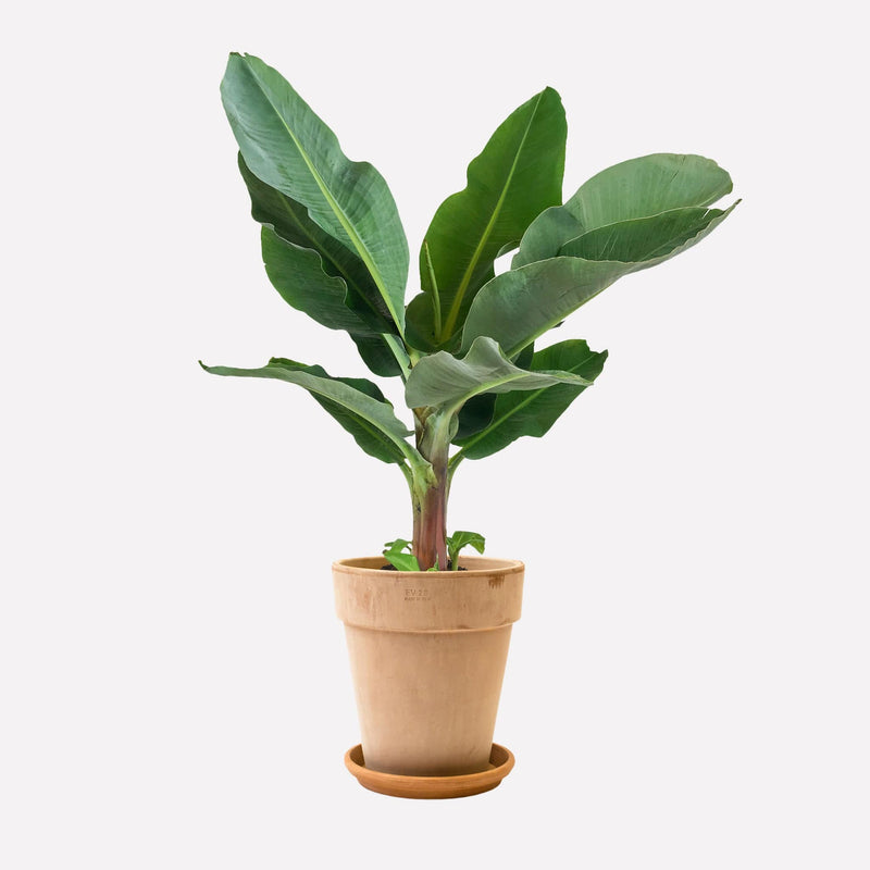 Bananenplant met lichte hoge ronde pot en schotel