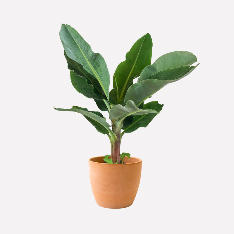 Bananenplant met oranje ronde pot