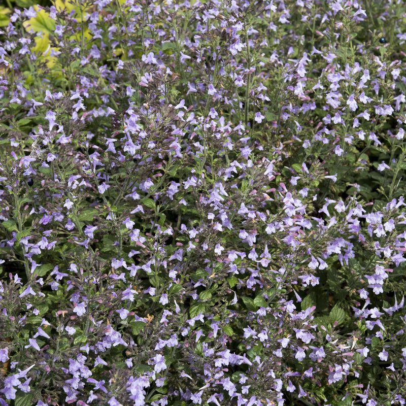 bergsteentijm, blauwe bloemetjes