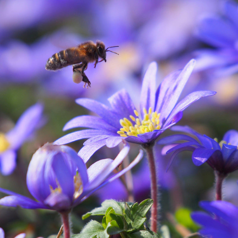 Blauwe Anemoontjes, blauwe bloem met bij