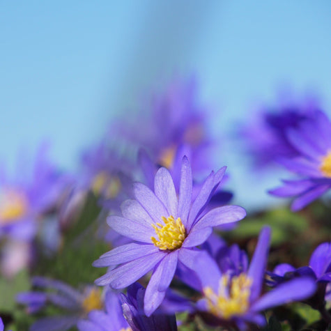 Blauwe Anemoontjes Blauwe Anemoontjes