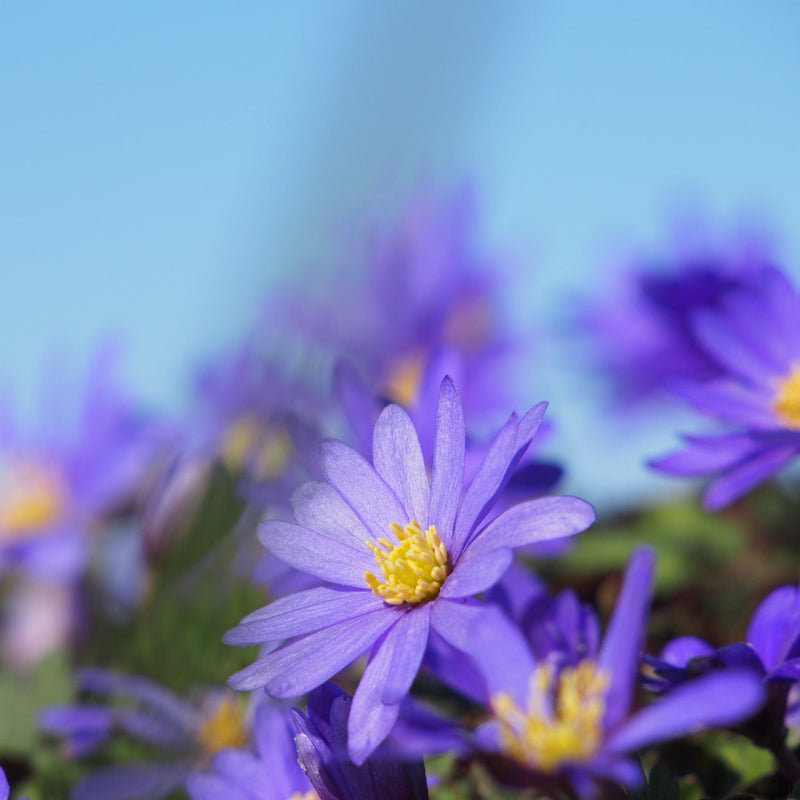 Blauwe Anemoontjes, blauwe bloem met geel hart