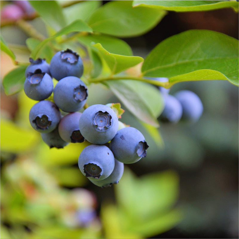 Biologische struik met blauwe bessen