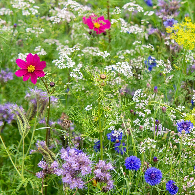 Bloemenmengsel Tübinger in het veld met bloeiende bloemen