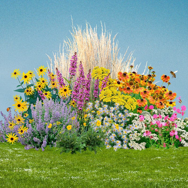 Borderpakket bonte bloei als collage met biologische planten