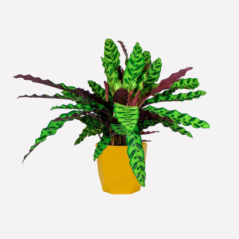 Calathea lancifolia in gele plastic pot