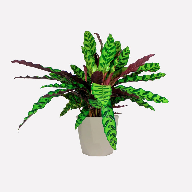 Calathea lancifolia in grijze plastic pot