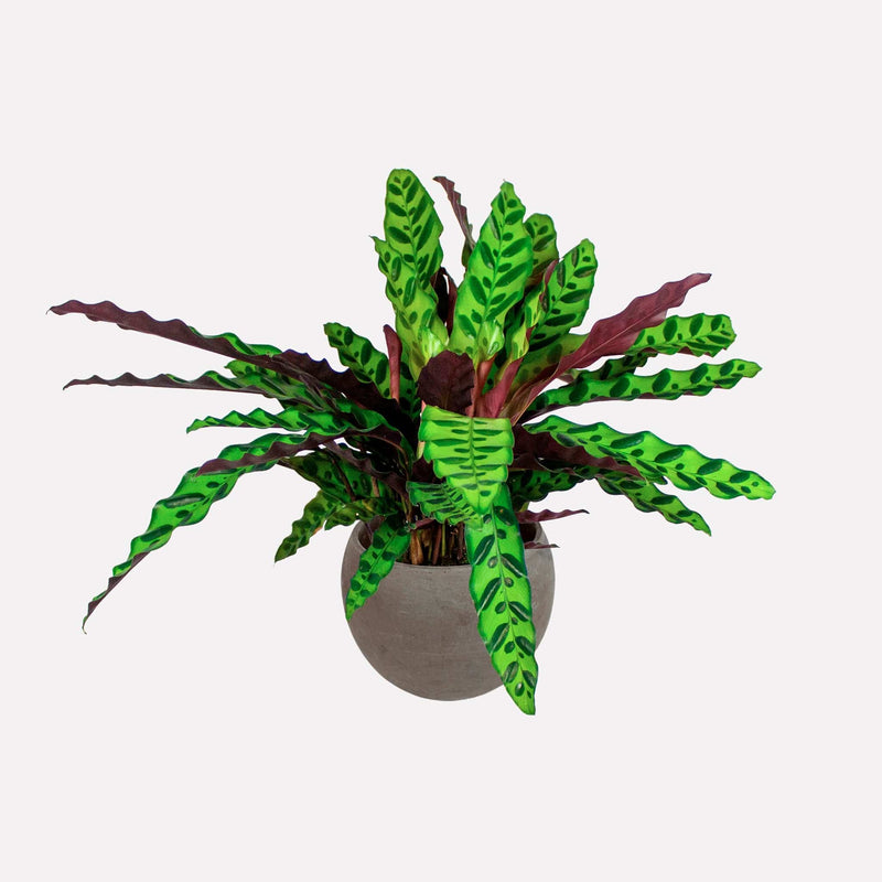 Calathea lancifolia in grijze terracotta pot