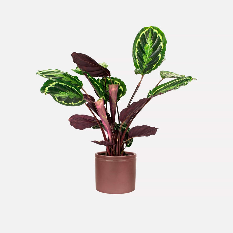 Calathea Medaillon in wijnrode keramieken pot