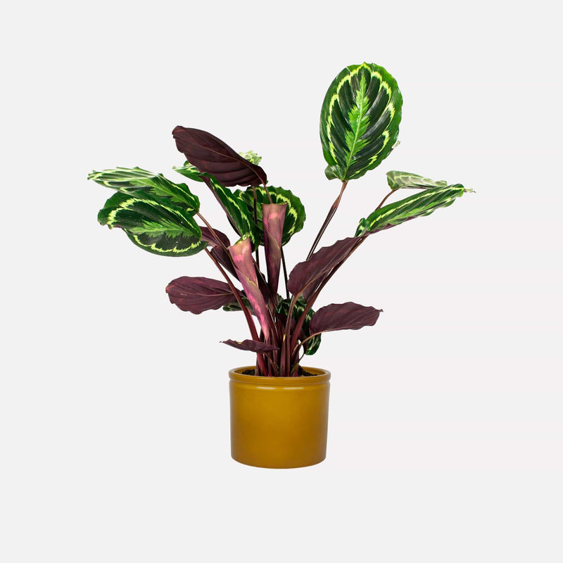 Calathea Medaillon in gele keramieken pot