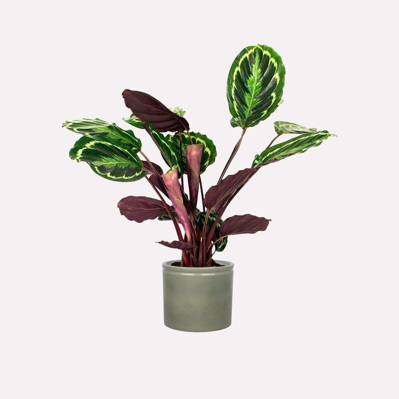 Calathea Medaillon in grijsgroene keramieken pot
