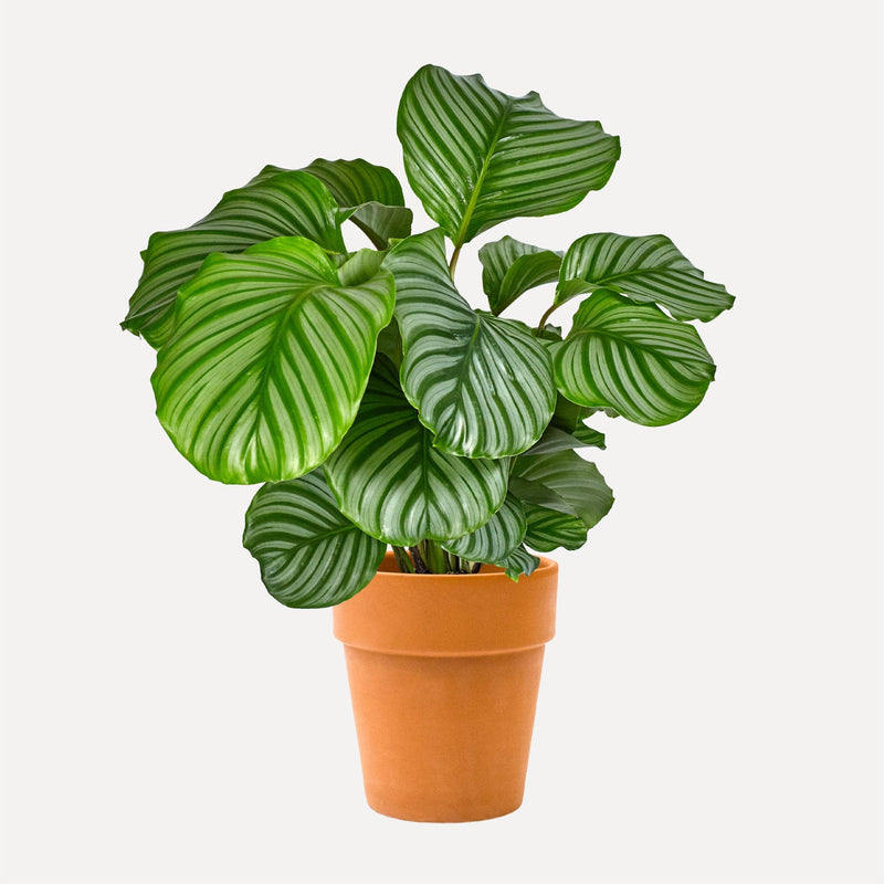 Calathea orbifolia in terracotta pot