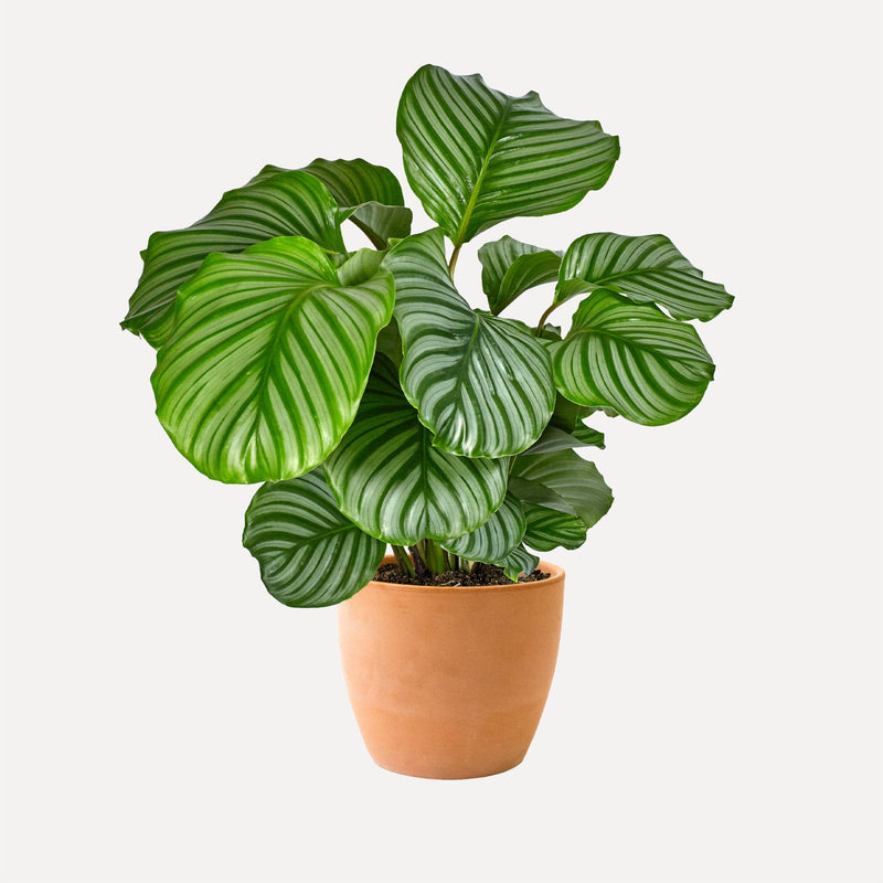 Calathea orbifolia in terracotta pot