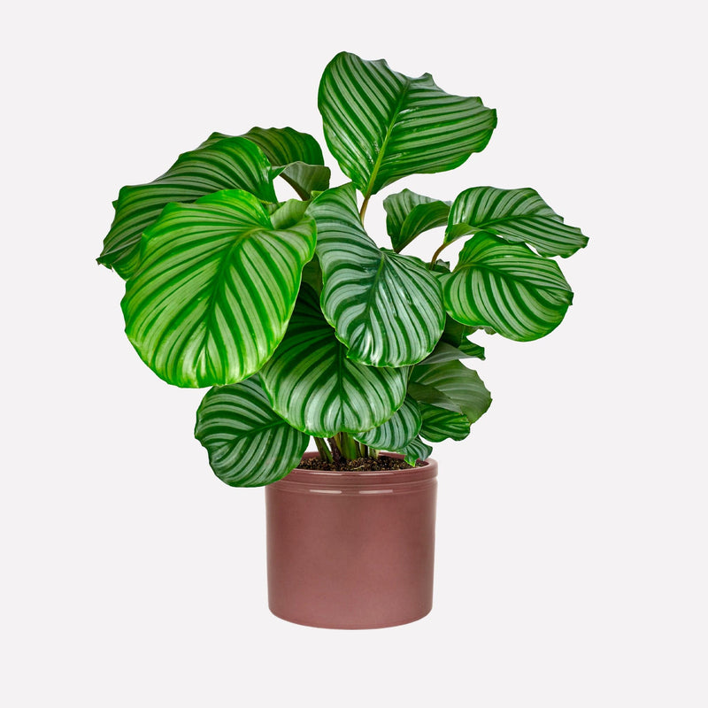 Calathea orbifolia in wijnrode keramieken pot