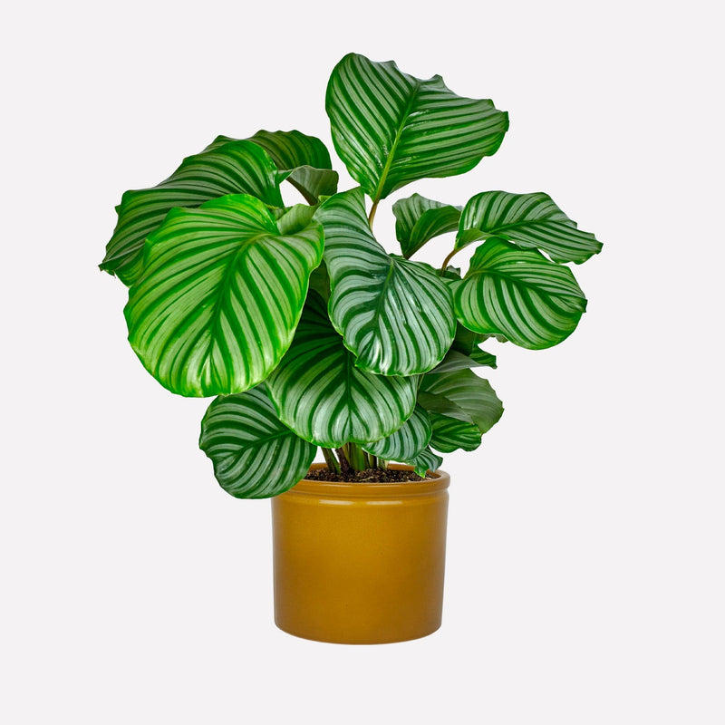 Calathea orbifolia in mosterdgele keramieken pot