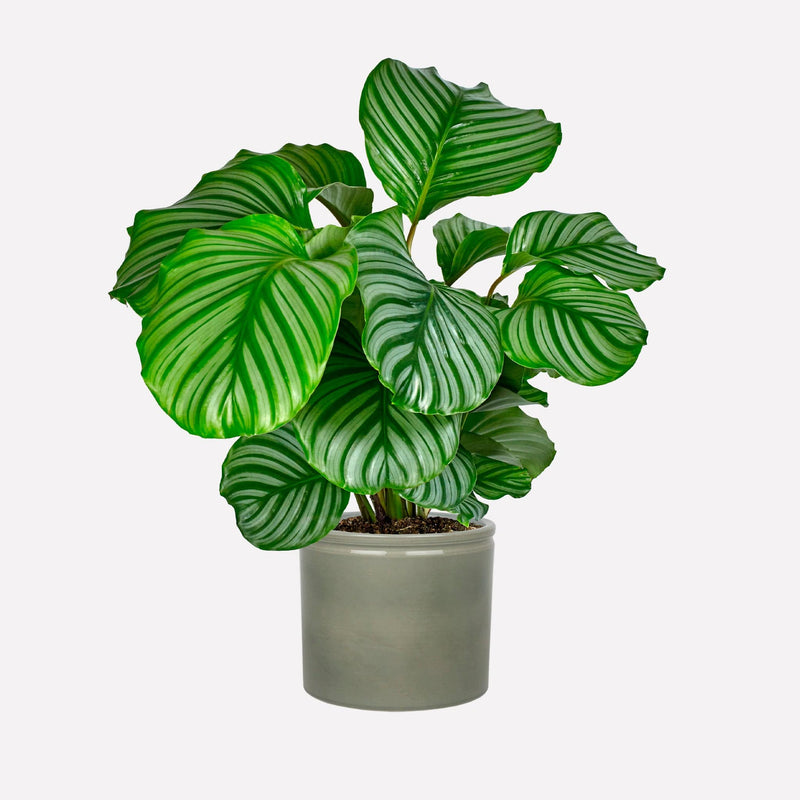 Calathea orbifolia in grijsgroene keramieken pot