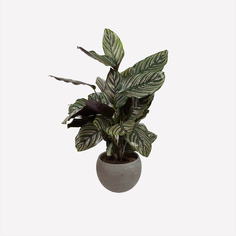 calathea ornata in ronde grijze terracotta pot