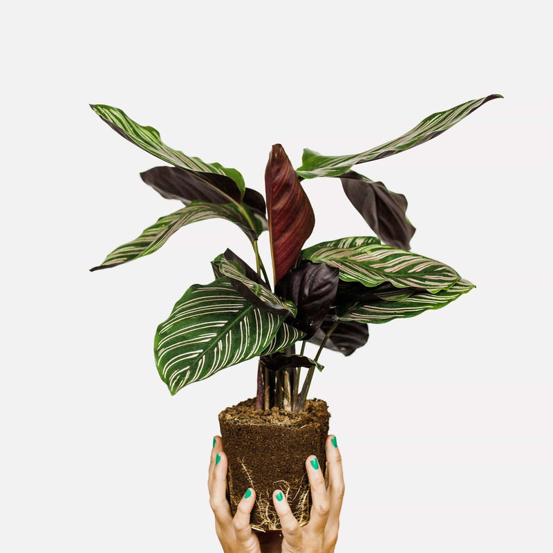 Calathea Ornata, hele plant met donkergroene bladeren met roze strepen, vastgehouden in twee handen