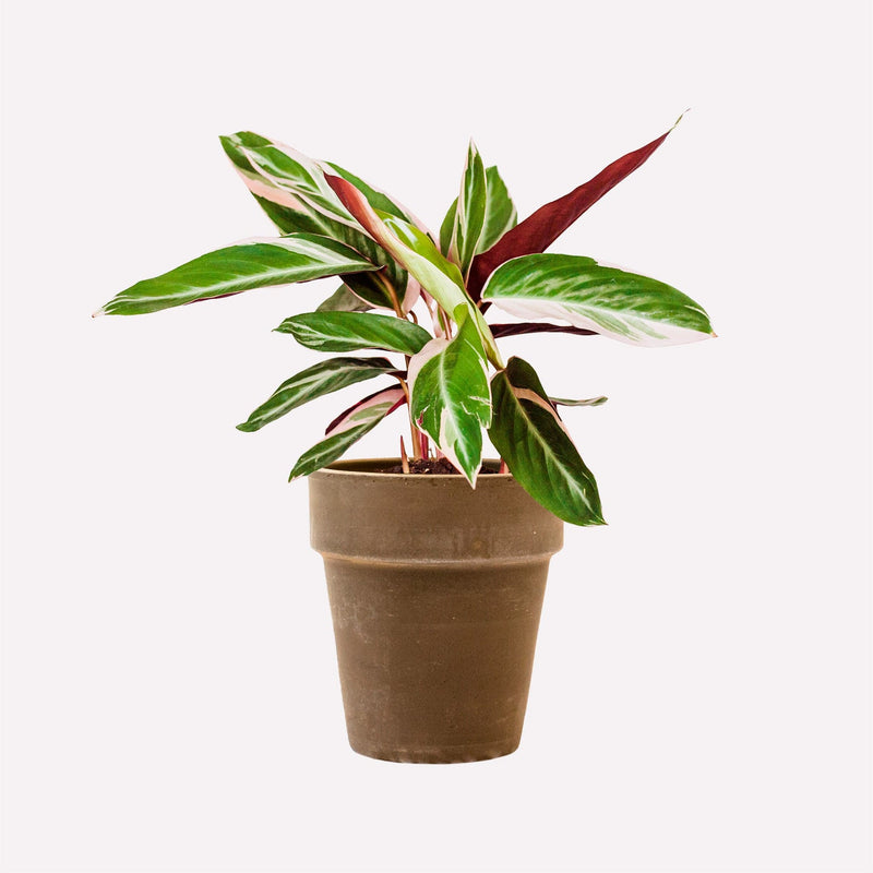 Calathea Triostar in grijze terracotta pot