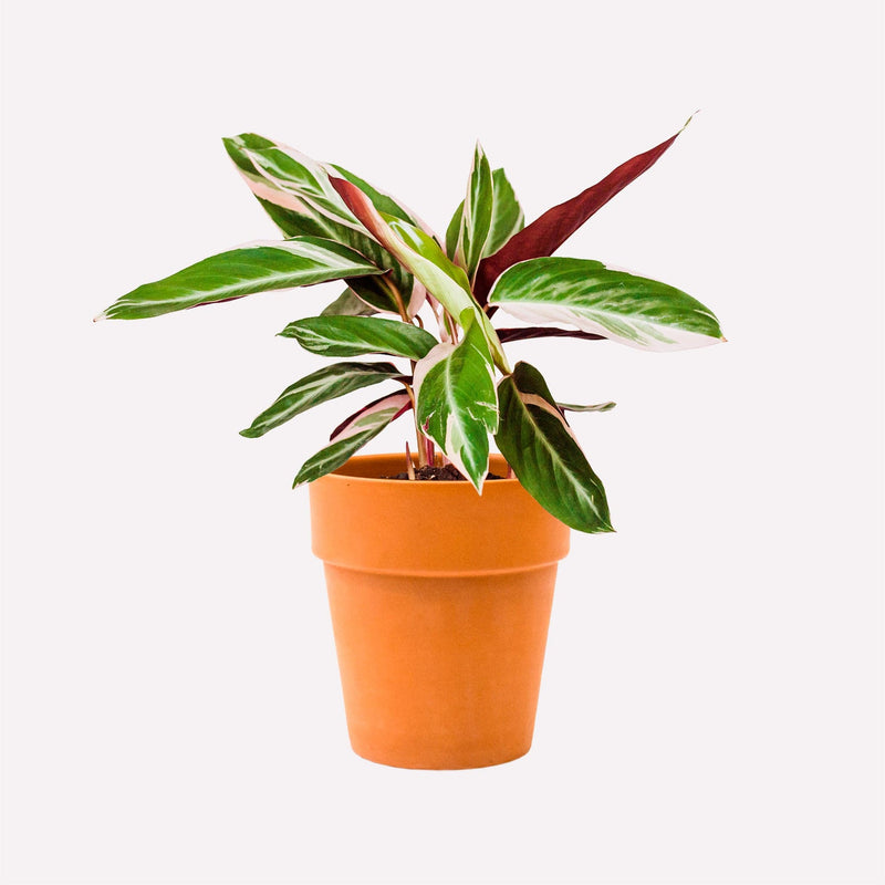 Calathea Triostar in terracotta pot