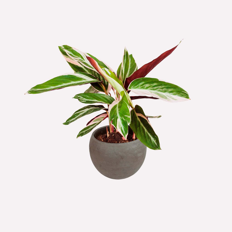 Calathea Triostar in ronde grijze terracotta pot