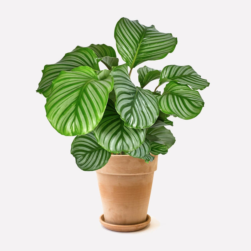 Kamerplant calathea orbifolia in hoge terracotta pot met schotel