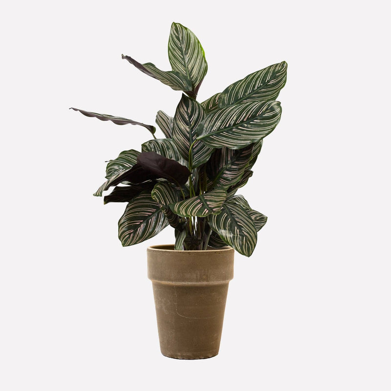 Kamerplant calathea ornata in hoge grijze terracotta pot