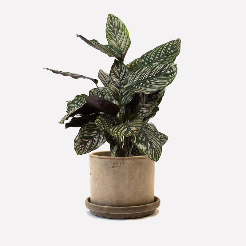 Kamerplant calathea ornata in strak grijze terracotta pot