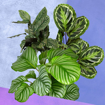 Calatheapakket Calatheapakket