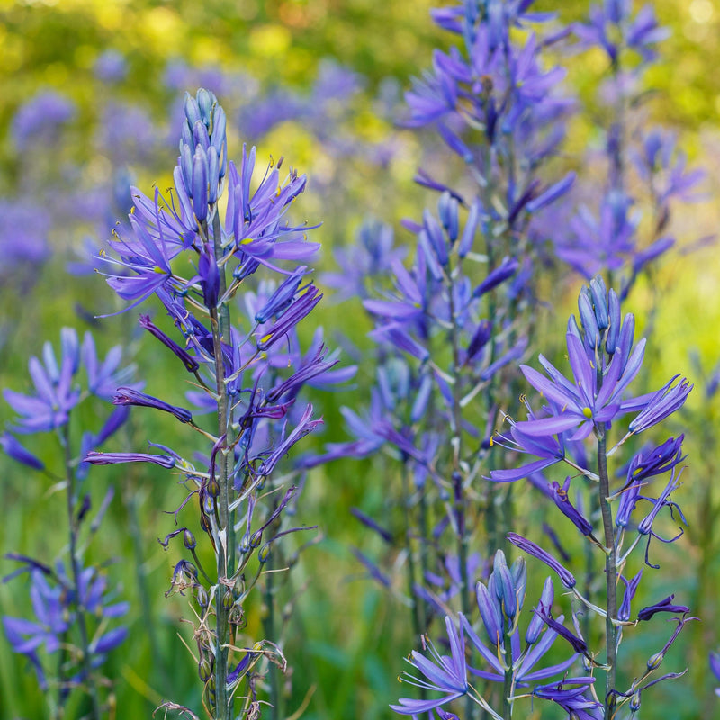 Prairielelie, blauwe voorjaarsbollen