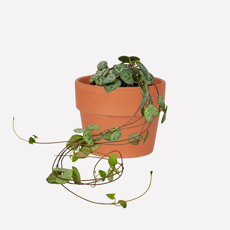Chinees Lantaarnplantje in kleine terracotta pot