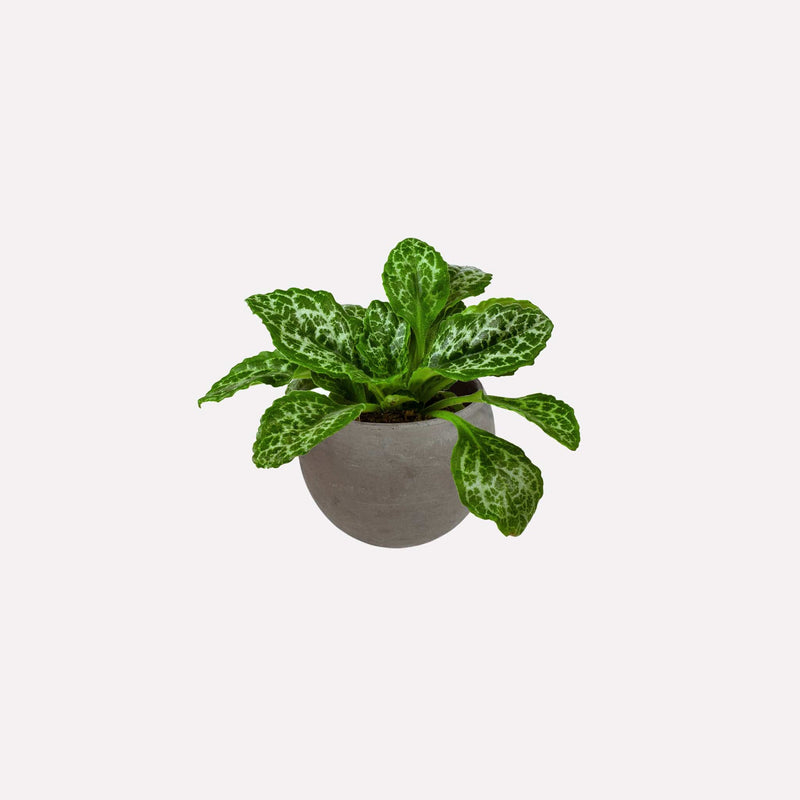 Chirita met kleine bolvormige grijze pot