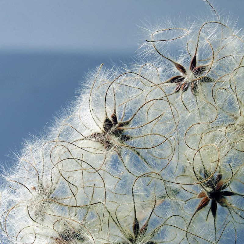 Zaden van de biologische clematis vitalba.