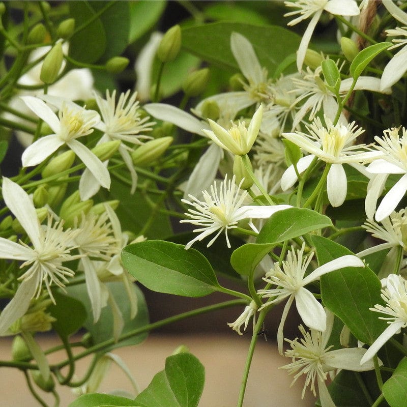 Bloemen van de biologische clematis vitalba aan een struik. 